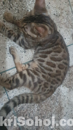 Bengal cat